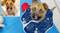 Pasadena Humane noseless puppy is ready for adoption, hereâs what to know